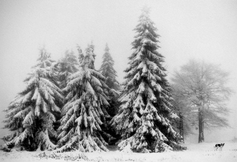 Pentti Sammallahti Petrohan, Bulgaria (snowy trees), 2003
