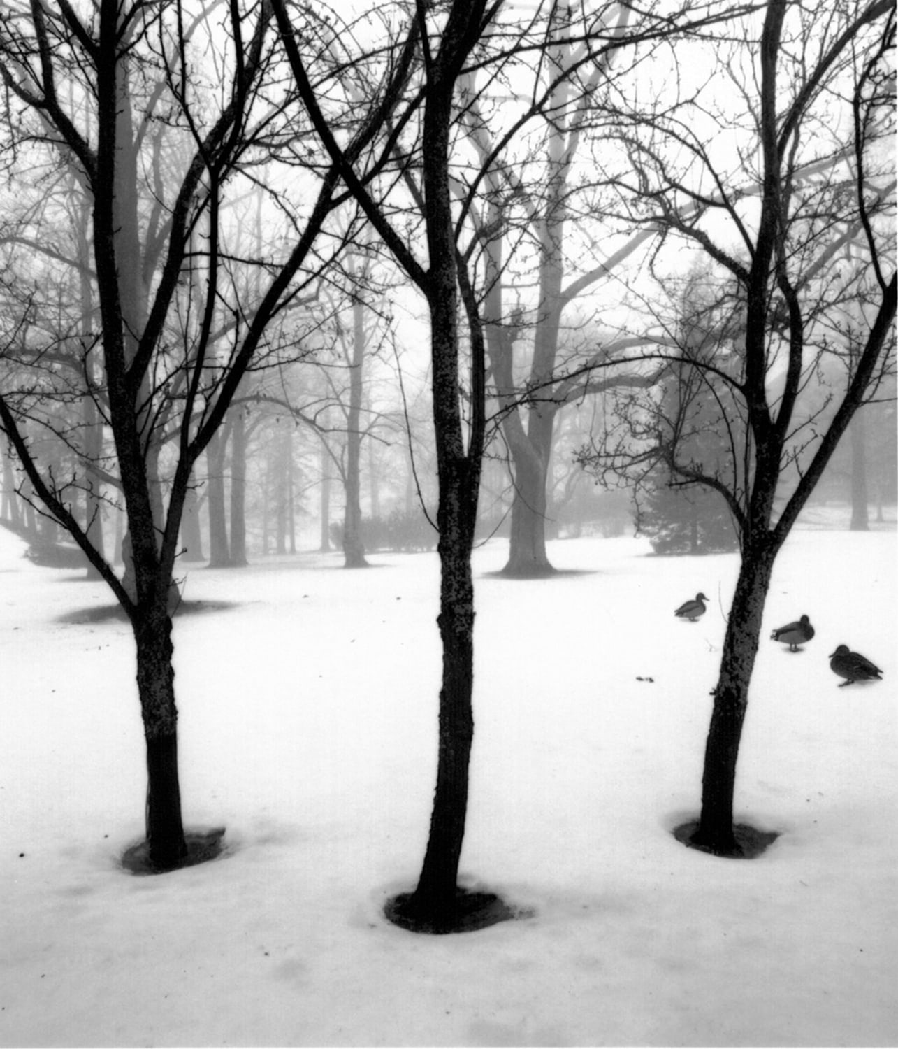 Pentti Sammallahti (b. 1950, Helsinki), Helsinki, Finland (three trees), 1997