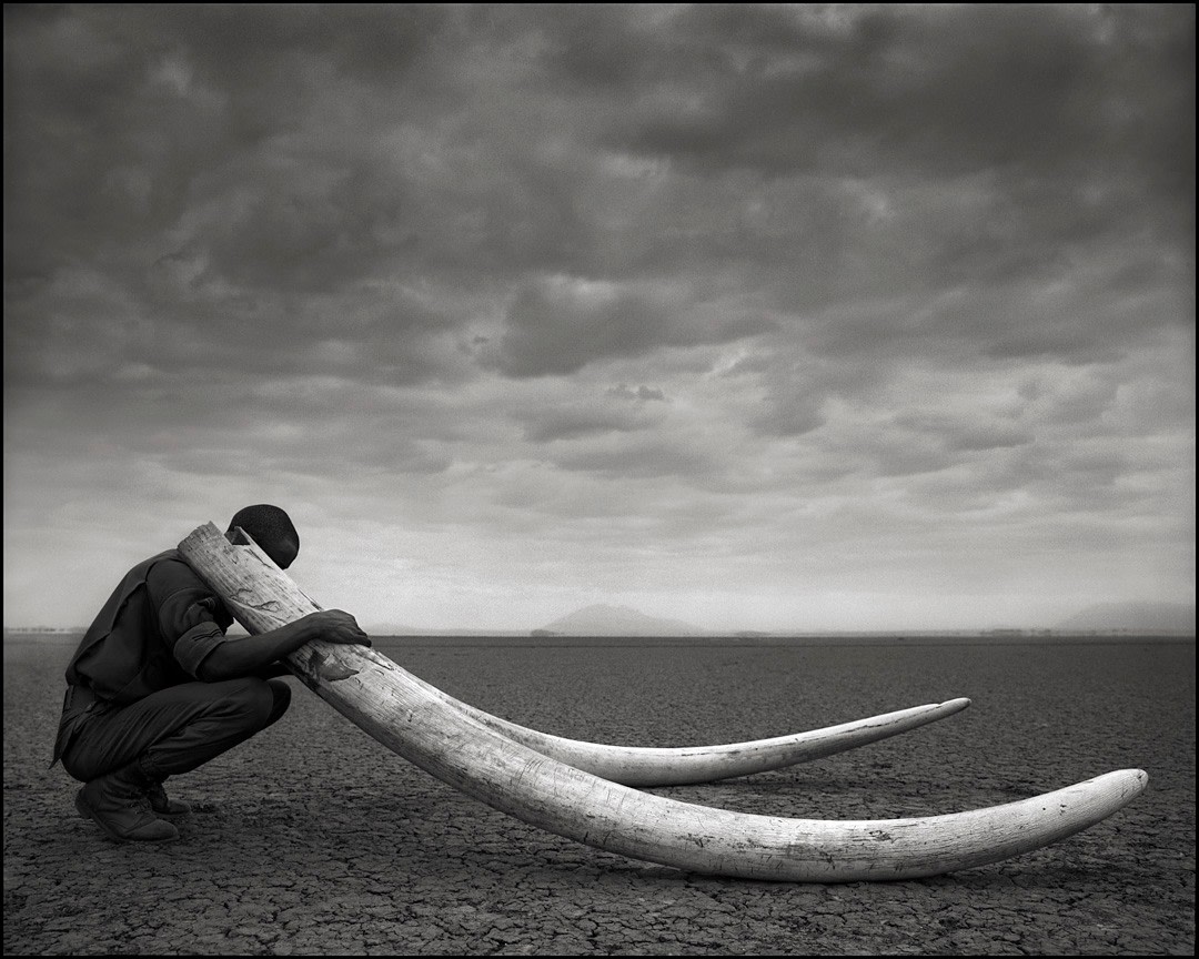 Ranger with Tusks of Killed Elephants, Amboseli, 2011, Archival Pigment Print