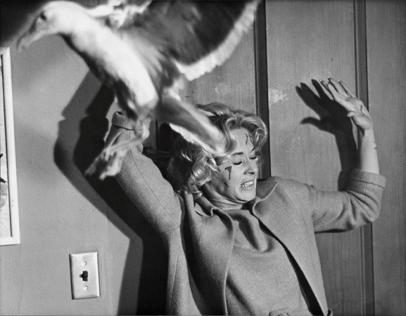 &quot;The Birds,&quot; Tippi Hedren (attacked by seagull), 1963, 11 x 14 Vintage Silver Gelatin Photograph