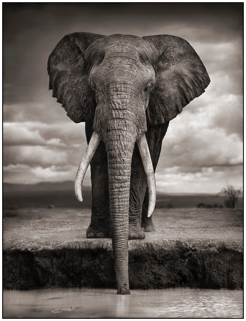 Elephant Drinking, Amboseli, 2007, Platinum Palladium Print, Edition of 15