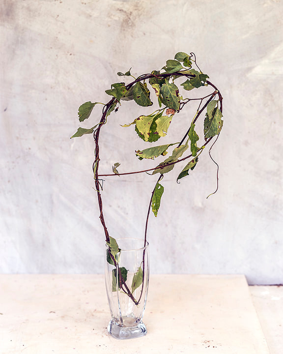 Color photograph of vine in vase on tabletop