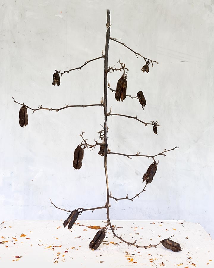 Color photograph of vertical dried plants on table