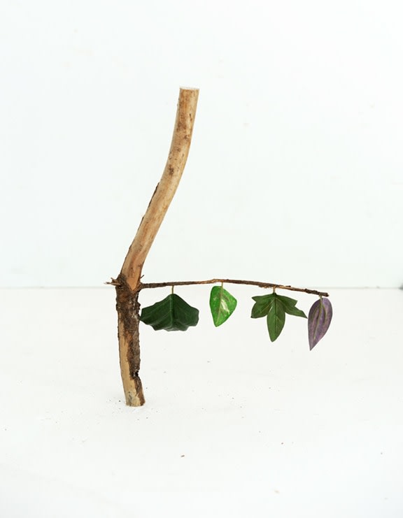 Botanicals, Four Leaves, 2020  Archival Pigment Print  50.8h x 40.64w cm  Edition of 5  30h x 24w in  76.2 h x 50.8w cm  Edition of 3, Still life with vertical stick and a horizontal brach, on it hangs four different varieties of green leaves