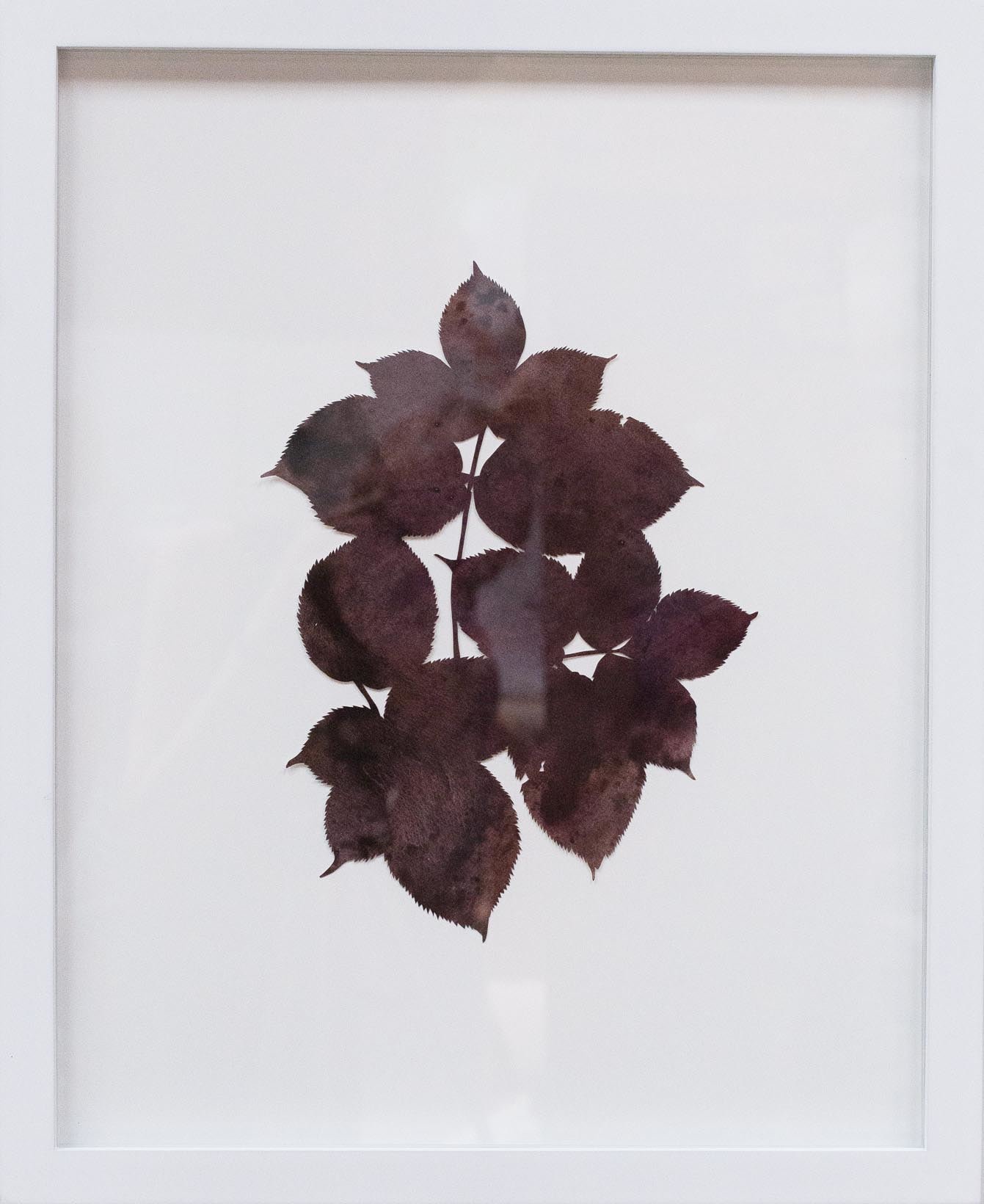Hannah Cole  Purple Serrated Weed, 2018  watercolor on cut paper  Framed: 20h x 16w in 50.80h x 40.64w cm  HC_047
