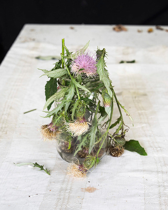 Color photograph of thistles in glass on table, by James Henkel
