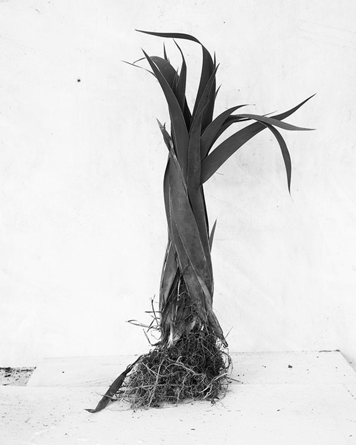 Black and white photograph of plant, by James Henkel