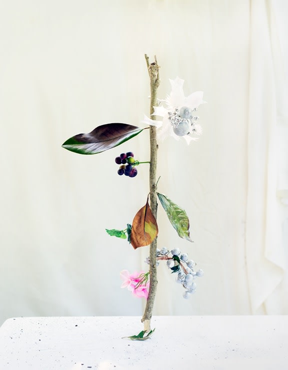 Color photograph of branch and leaves on white tabletop