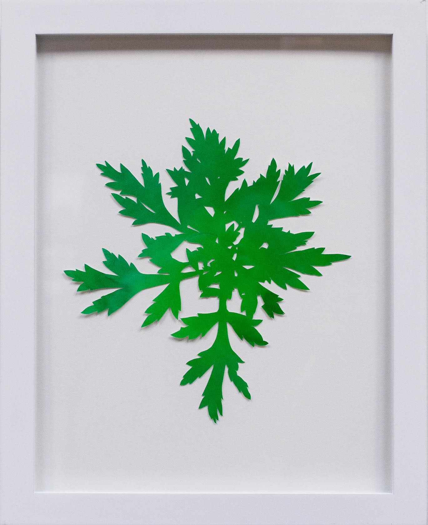 Hannah Cole  Carrot-Top Looking Weed, 2018  watercolor on cut paper  Framed: 14h x 11w in 35.56h x 27.94w cm  HC_060