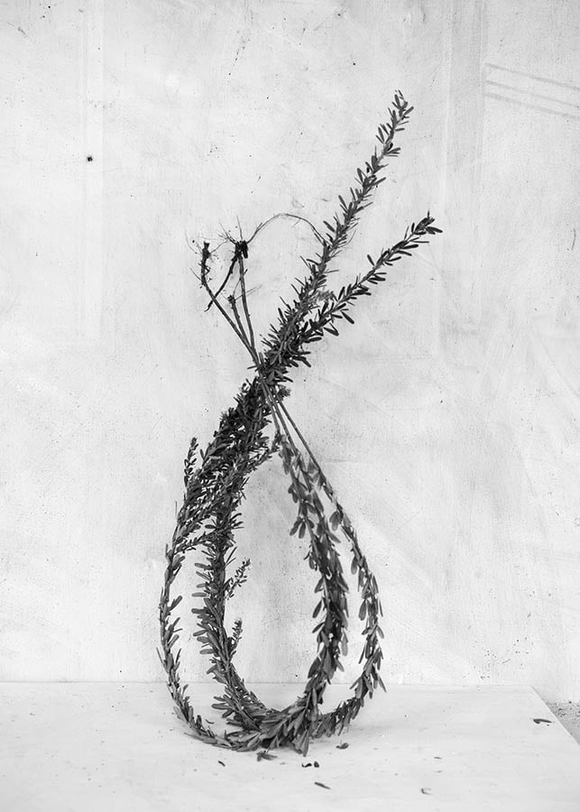 Black and white photograph of dried plants against wall, by James Henkel