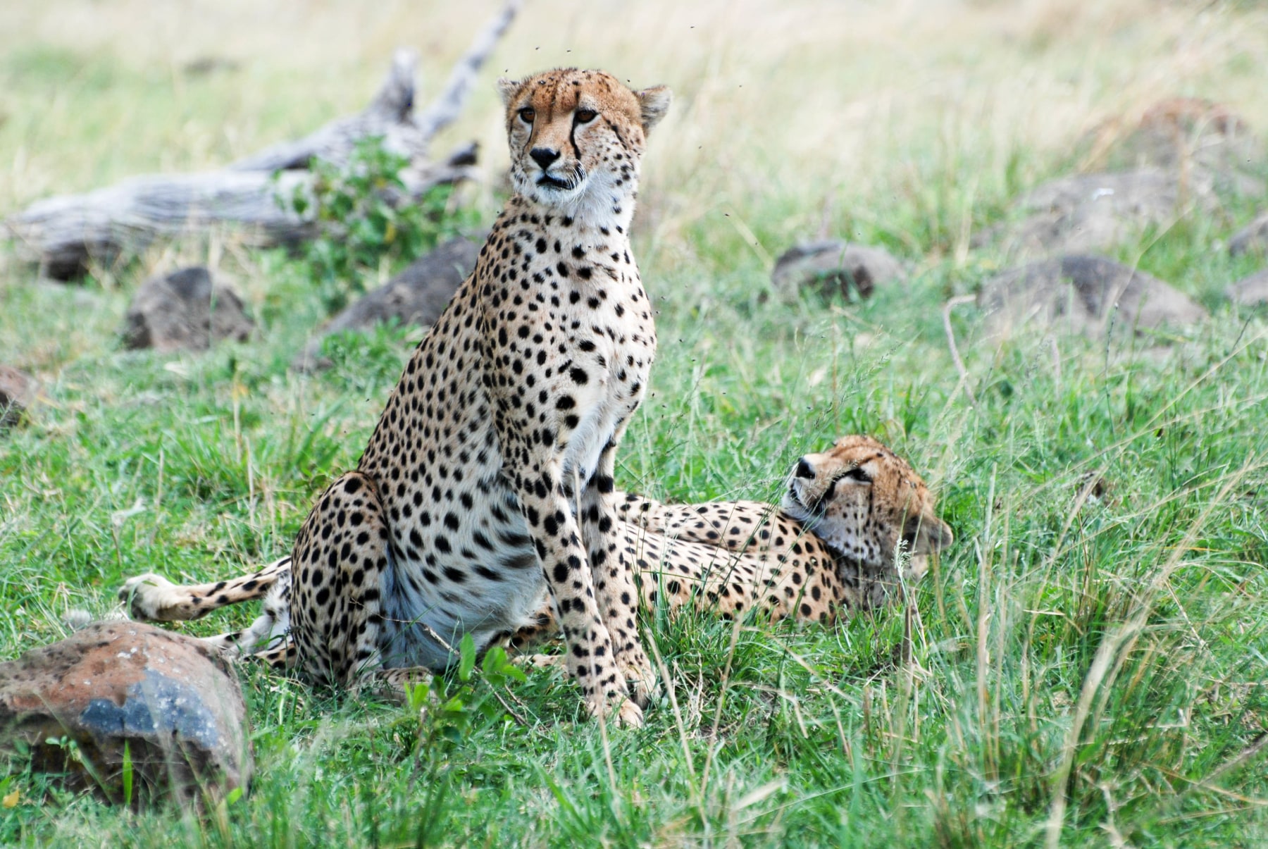 Kenya Wildlife Trust: Mara Predator Conservation Programme - Our Work - Banovich Wildscapes Foundation, nonprofit (501c3) organization fostering cooperative efforts to conserve the earth's wildlife and wild places benefiting the wildlife and the people that live there.