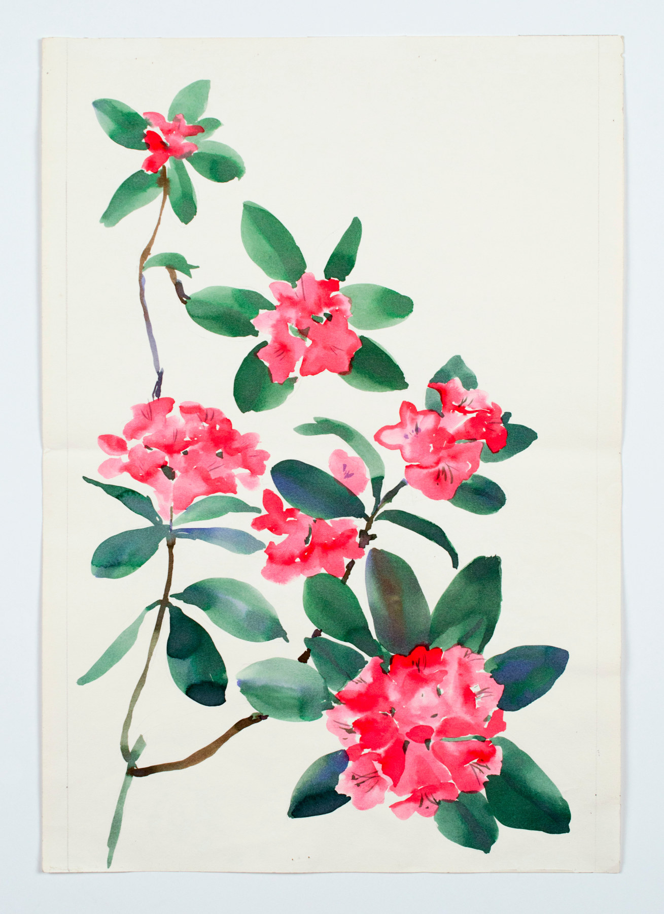 Rhododendron, from the &quot;Florals&quot; series, c. 1984, Watercolor on paper