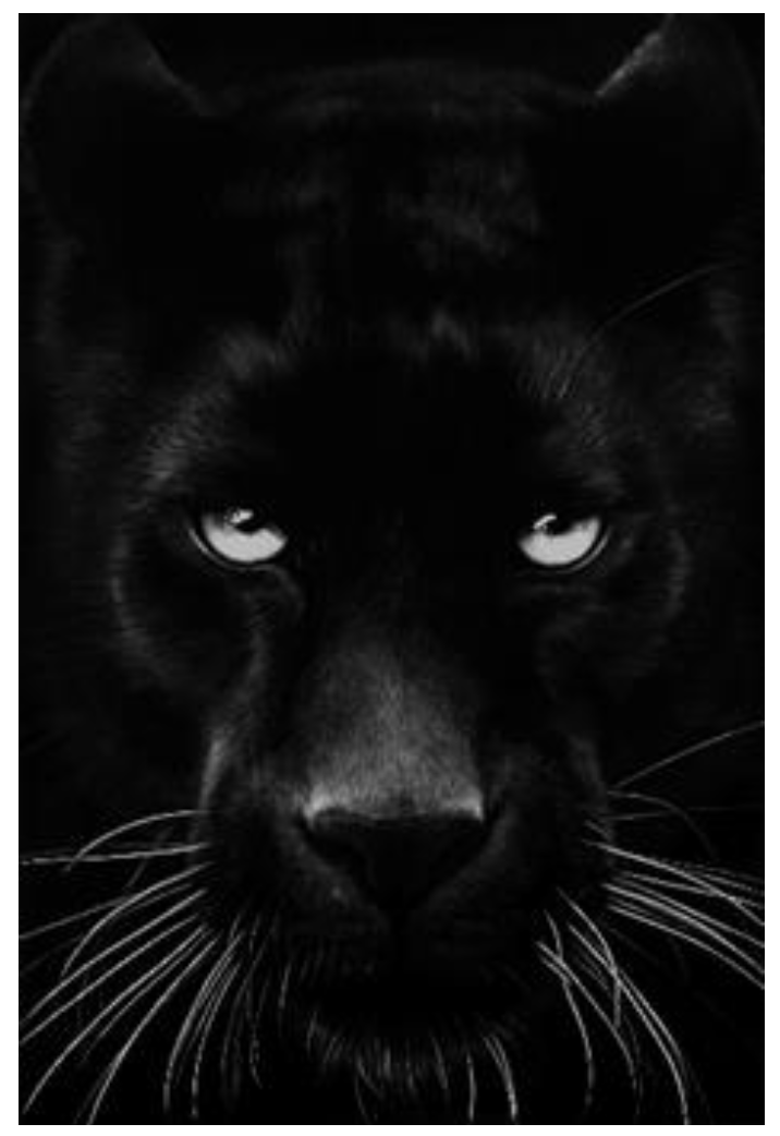 ROBERT LONGO