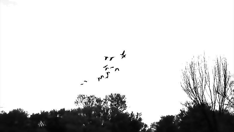black and white still of a flock of birds flying