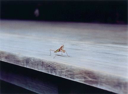 praying mantis on a wooden platform