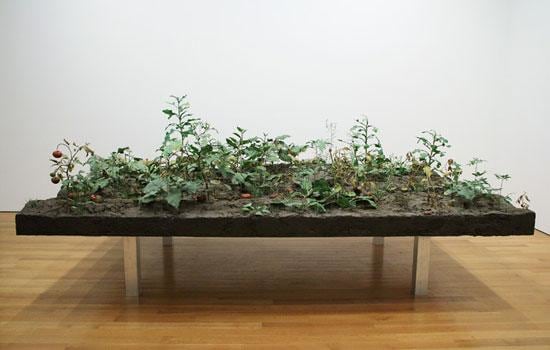 installation of a tomato patch