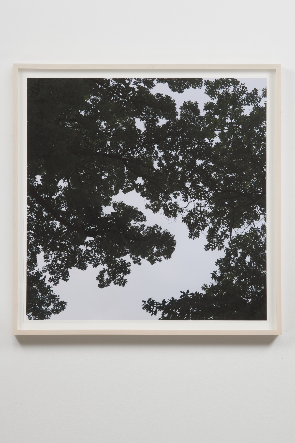 Image of SPENCER FINCH's Oak Tree, Dawn (when two-dimensions become three-dimensions), 2018