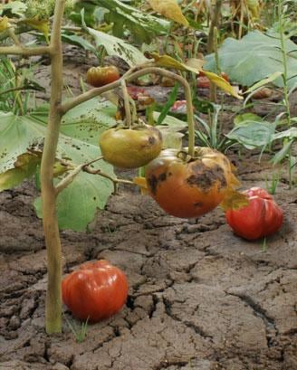 tomatoes growing on a field
