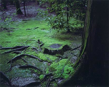 picture of a mossy ground in nature