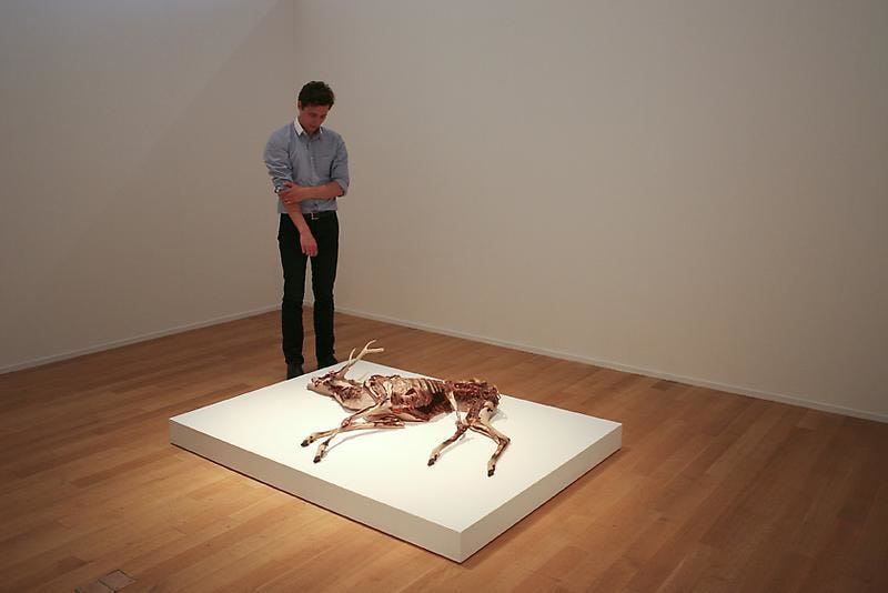 a man looking down at a decaying deer in a gallery setting
