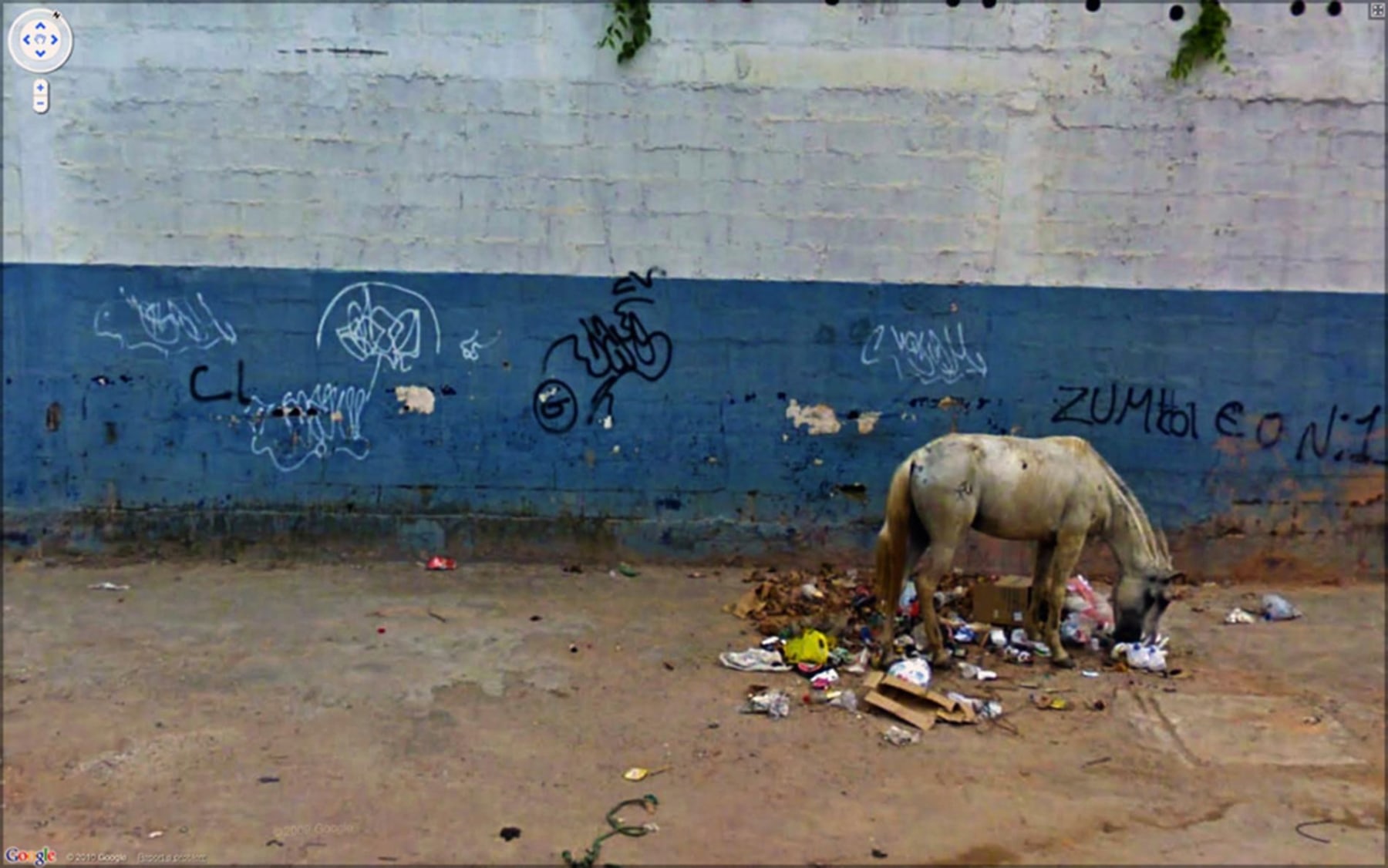 photograph of a horse looking through trash