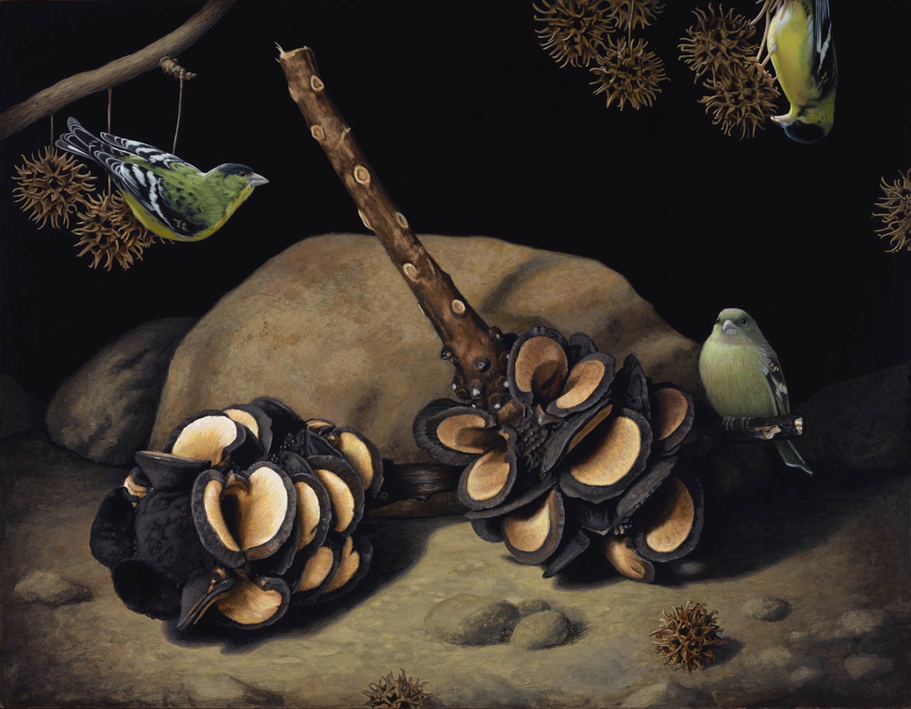 Susan McDonnell, Banksia Pods and Lesser Goldfinches, 2015