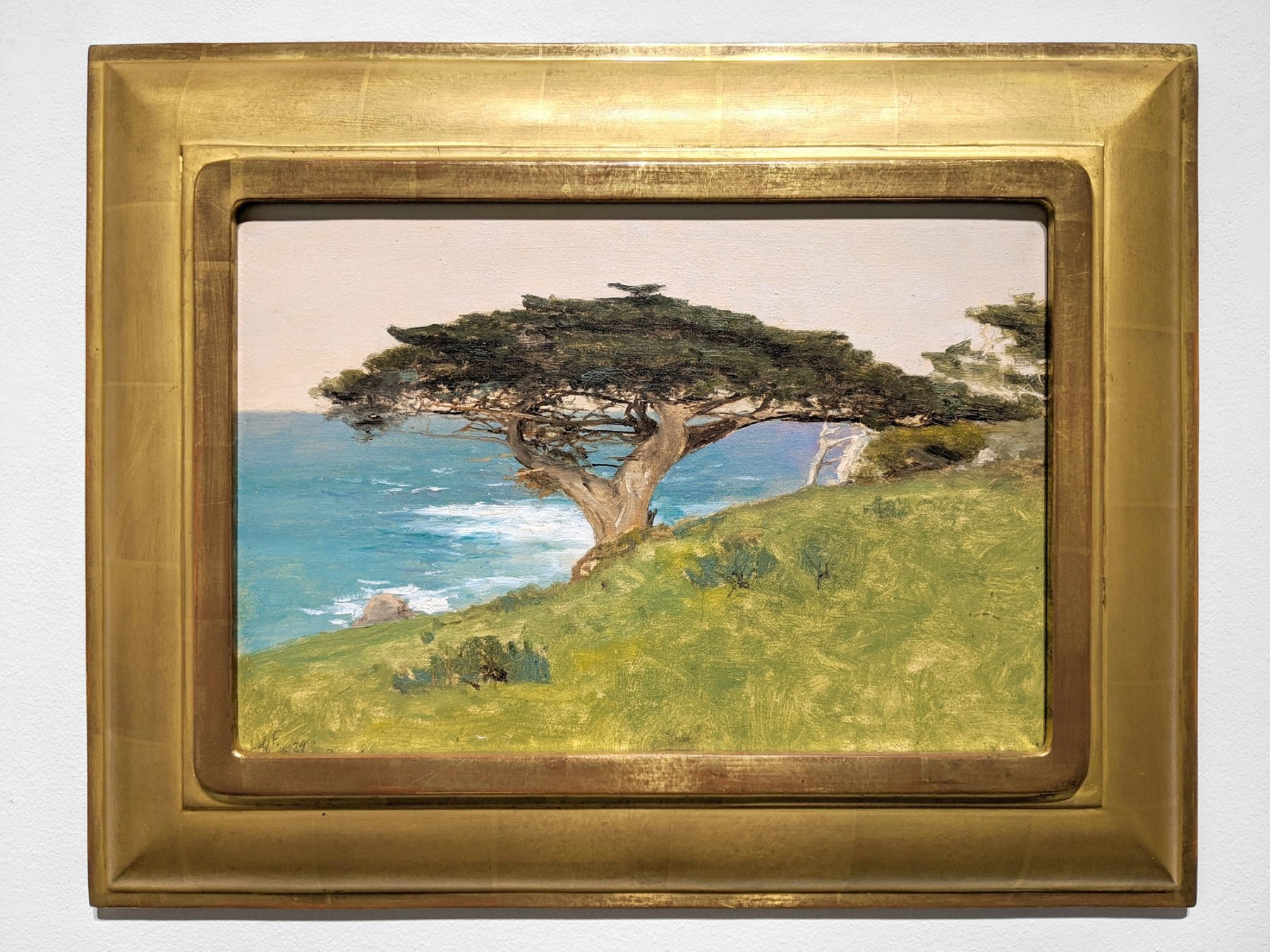 LOCKWOOD DE FOREST (1850-1932), &quot;Point Lobos&quot;  Veteran Tree (Monterey), January 29, 1911