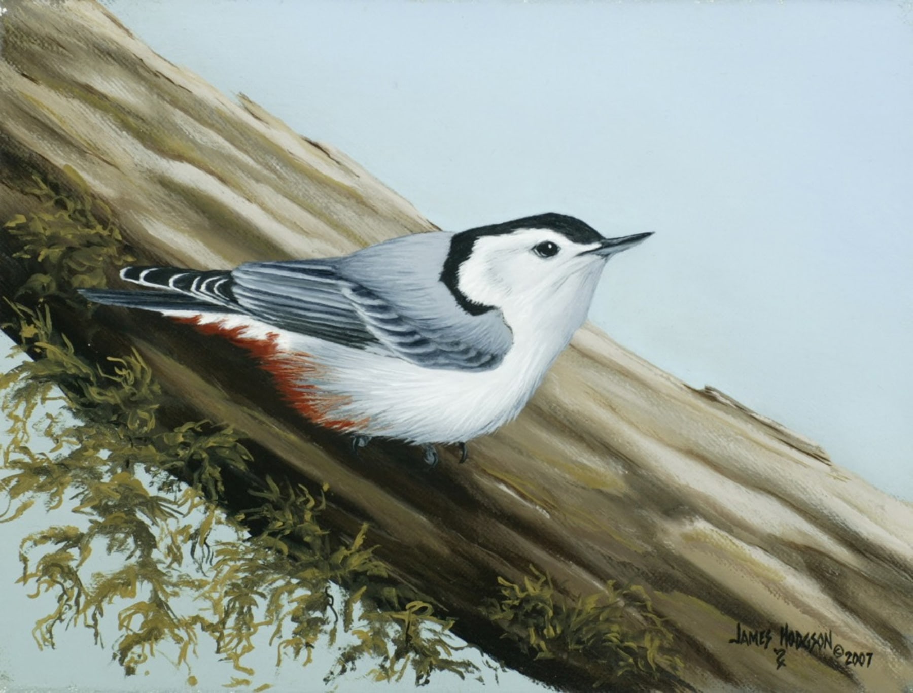 JIM HODGSON , White Breasted Nuthatch, 2007