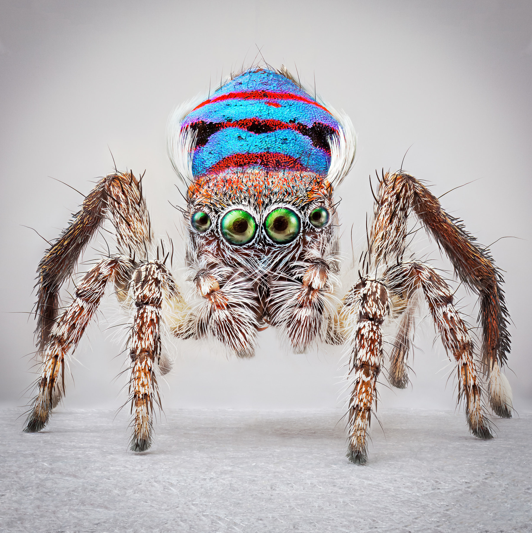 Maria Fernanda Cardoso,&nbsp;Spiders of Paradise: Maratus speciosus from the Actual Size III. Ed. 3/5 [Ed. 5 + 2AP], 2018,&nbsp;Deep focus microscopy, pigment print on premium photo paper,&nbsp;60 x 60 in. (152.4 x 152.4 cm.)
