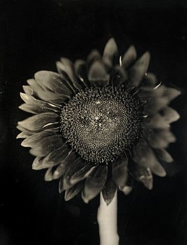 Chuck Close, Sunflower, 2007, 27.5 x 33 in.