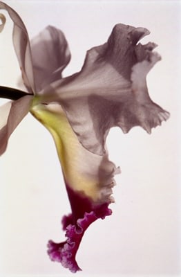 Thomas Florschuetz Untitled (Orchidee)