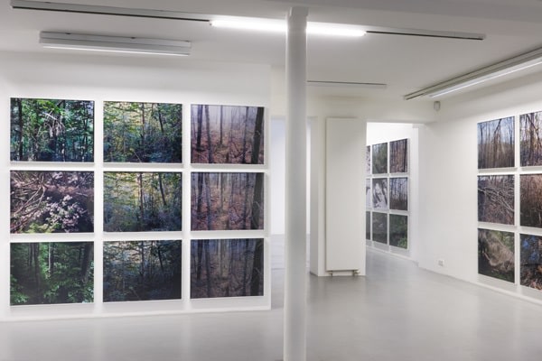 Joseph Bartscherer: Forest&nbsp;&ndash; installation view 2