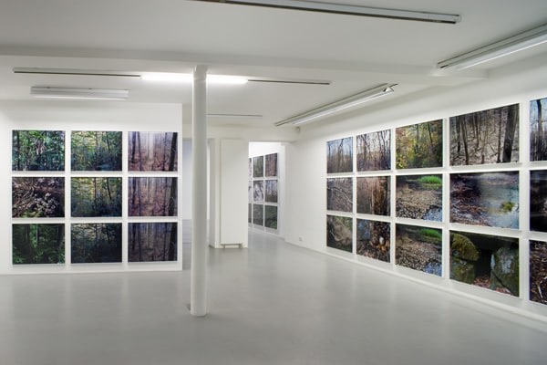 Joseph Bartscherer: Forest&nbsp;&ndash; installation view 4