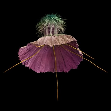 Scabiosa Cretica - photograph by Rob Kesseler