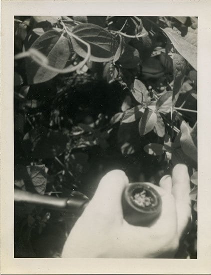 Pipe in Hand, 1950s, 4 x 3 in.