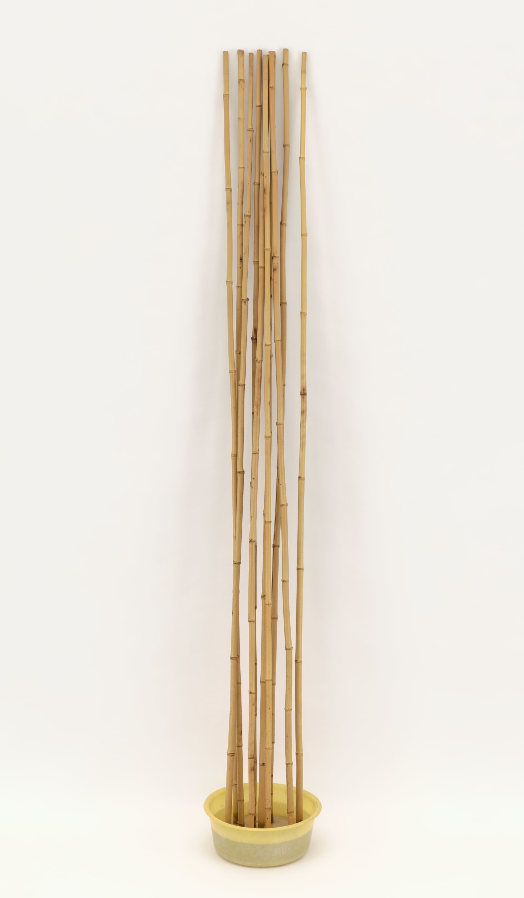 &quot;Attempt at Resuscitation of Bamboo Canes&quot;, 1967