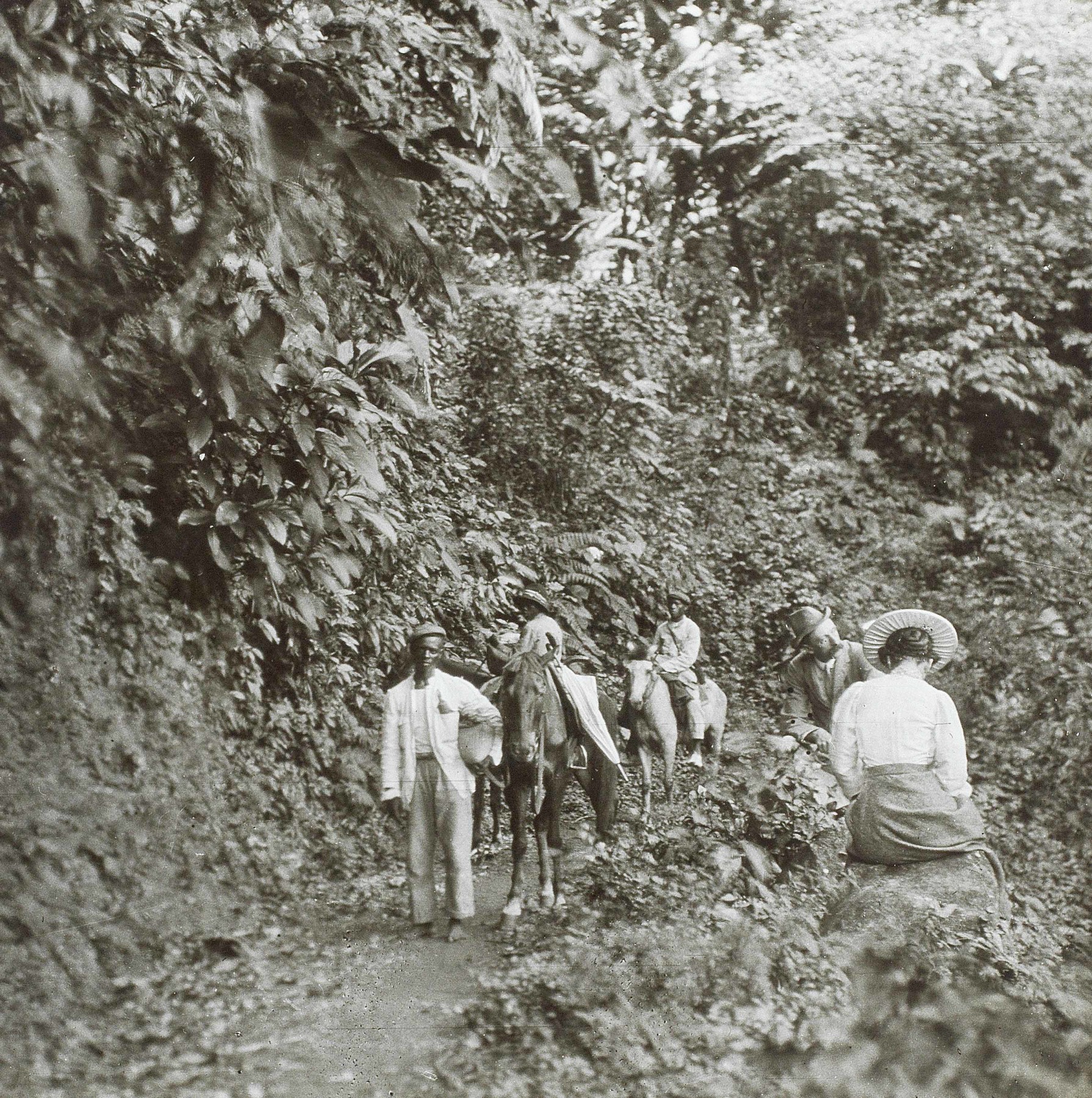 Herbert Bell, Photographs of Dominica and Dominican life, ca. 1900-1920