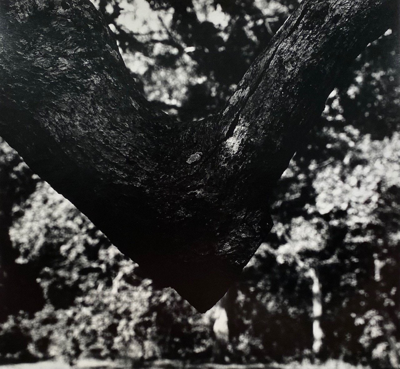Aaron Siskind/Into Abstraction - A solo exhibition featuring the abstract photography of Aaron Siskind, mostly from late 1940-1950s. - Viewing Room - Viewing Room Archive