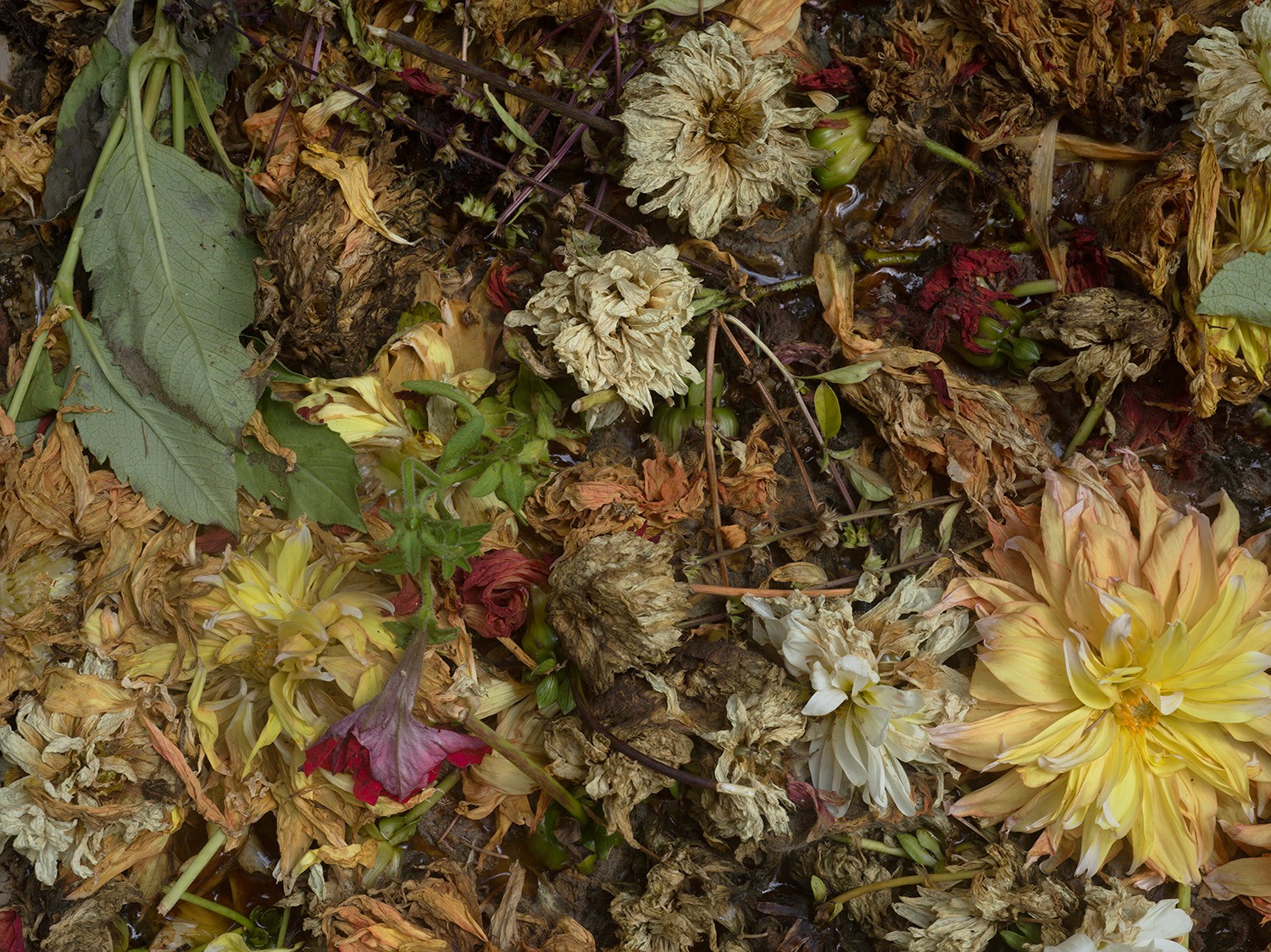 Art Sync: All the Dahlias in My Garden - Conversation with Lydia Panas - Viewing Room - Gross McCleaf Gallery Viewing Room