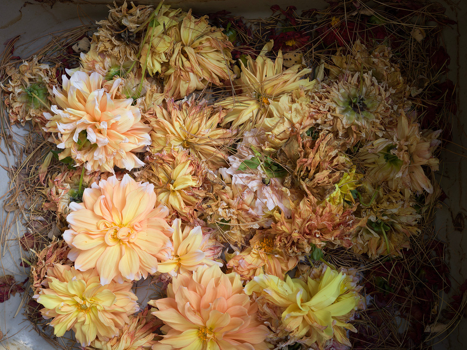 Art Sync: All the Dahlias in My Garden - Conversation with Lydia Panas - Viewing Room - Gross McCleaf Gallery Viewing Room