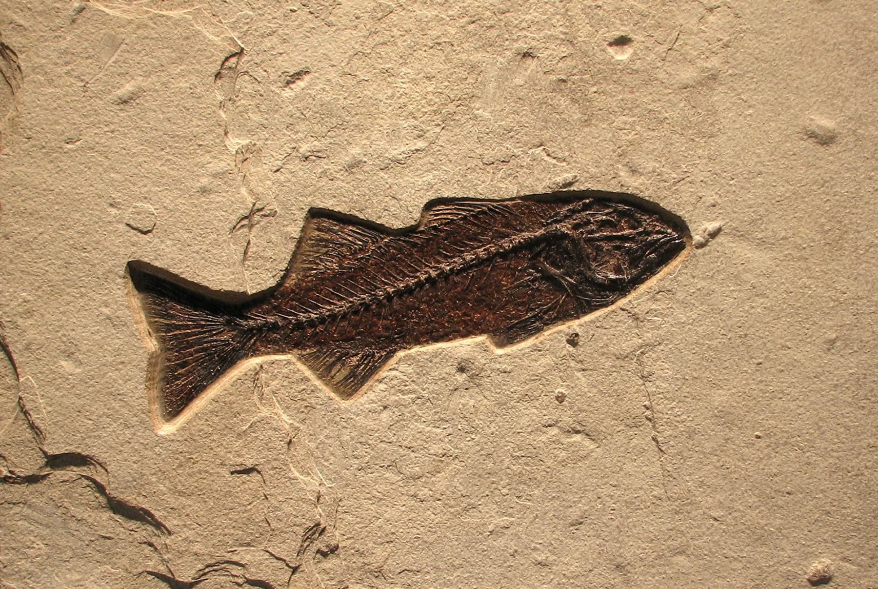 A 12" x 18" Natural Cleft fossil fish tile containing a large Mioplosus