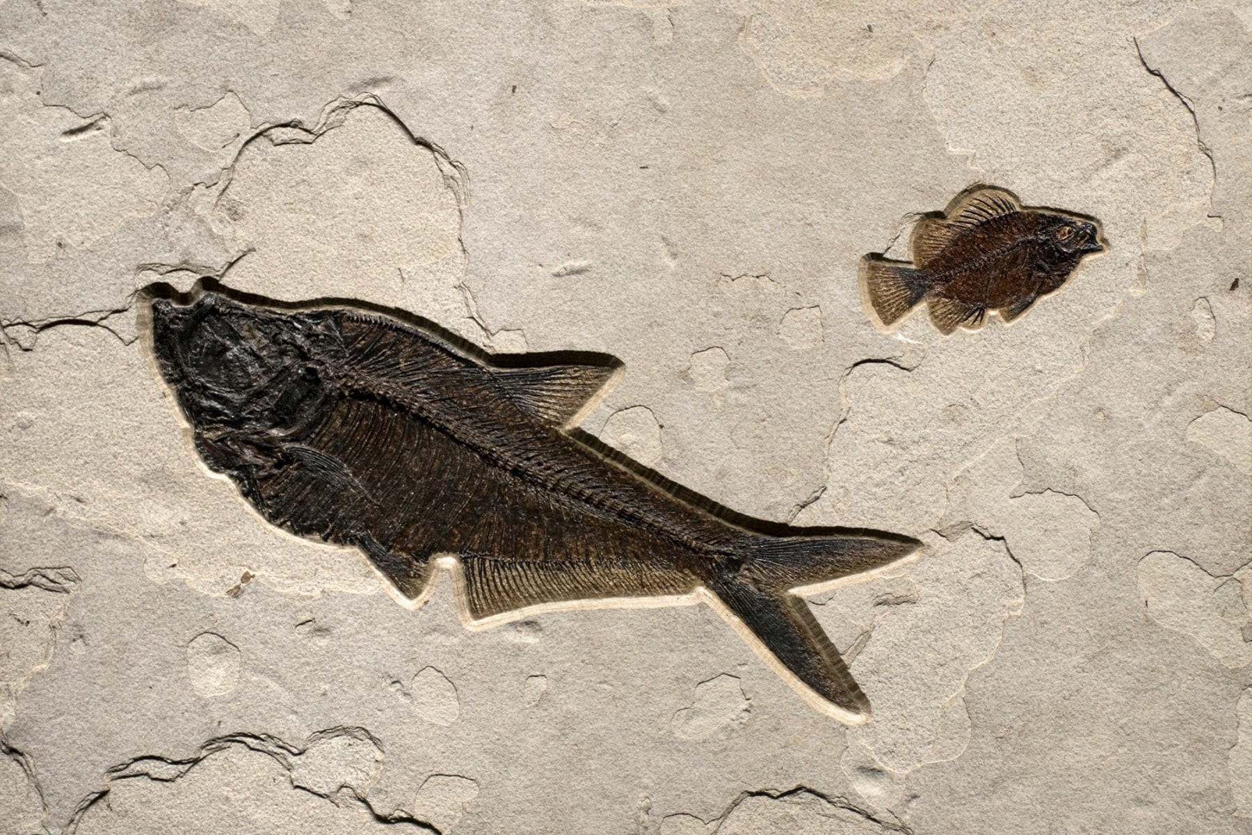 A 16" x 24" Natural fossil fish tile containing a Diplomsytus and a Cockerellites
