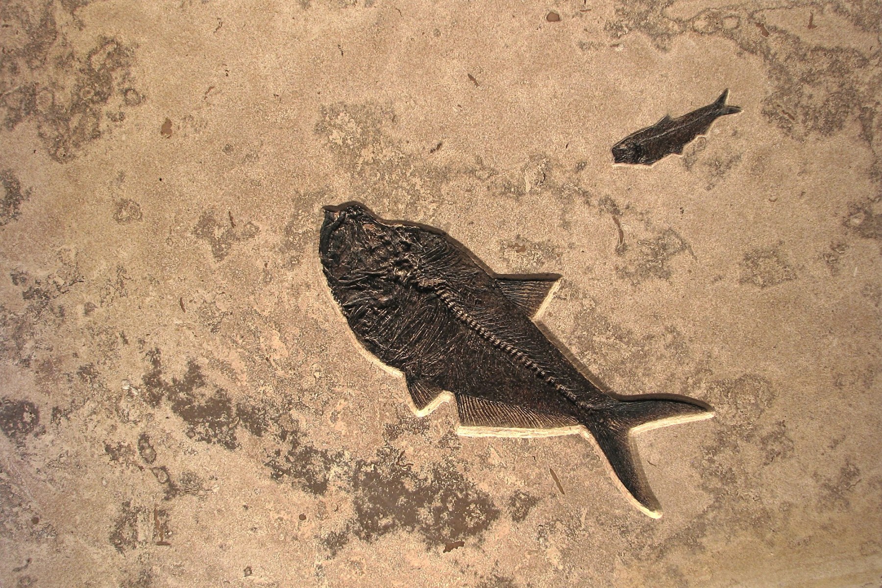 A 24" x 36" Fossil Fish Tile in a Combination Finish. The tile contains a large Diplomystus and a small Knightia