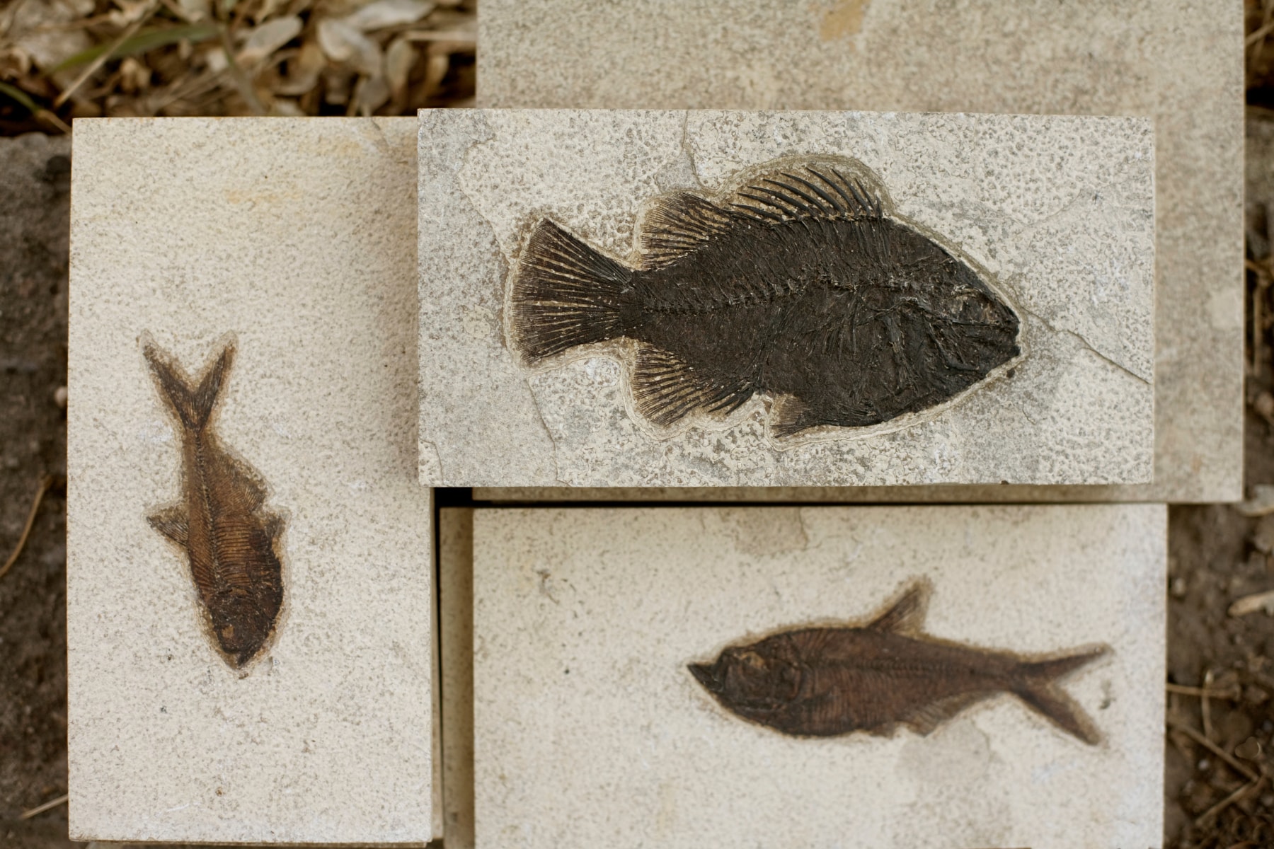 A collection of fossil fish tiles