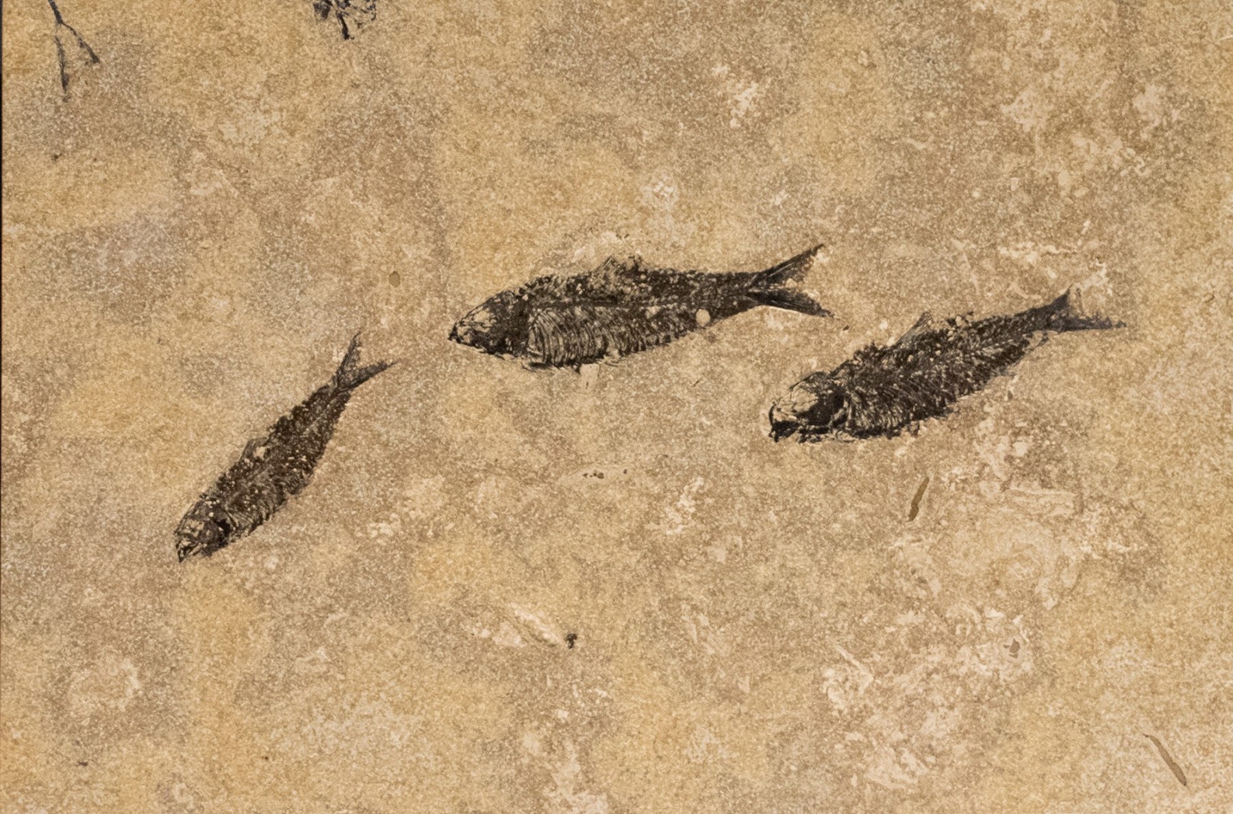 A 12" x 18" "Honed" Fossil Fish containing three Knightia fossils