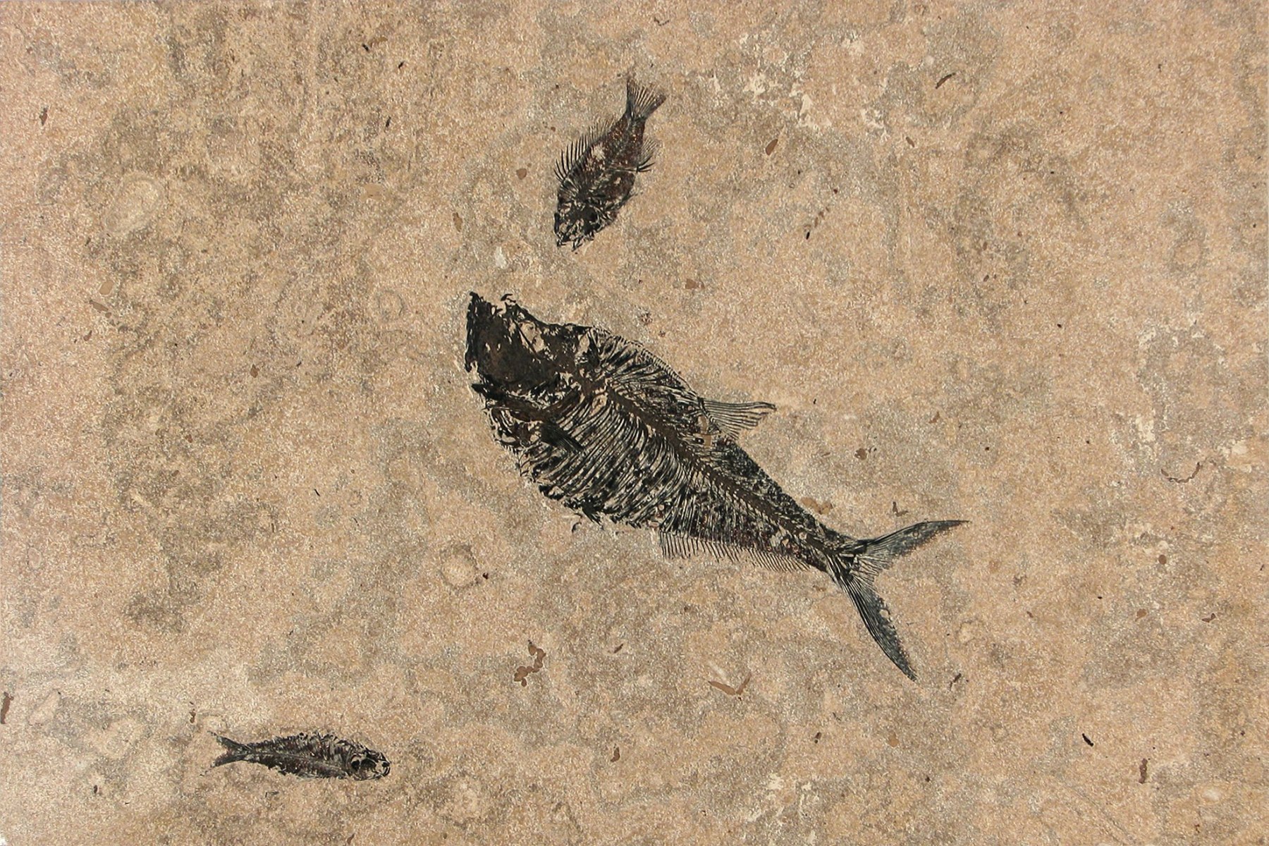 A large 24" x 36" "Honed" fossil fish tile. The fossil tile contains a large Diplomystus, a Priscacara, and a Knightia fossil.