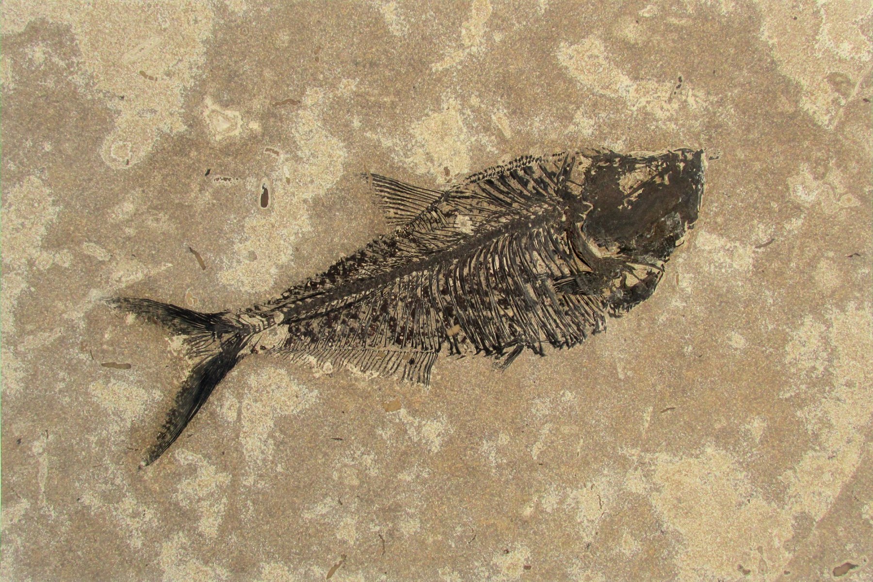 A 16" x 24" Fossil Fish Tile containing a large Diplomystus fossil