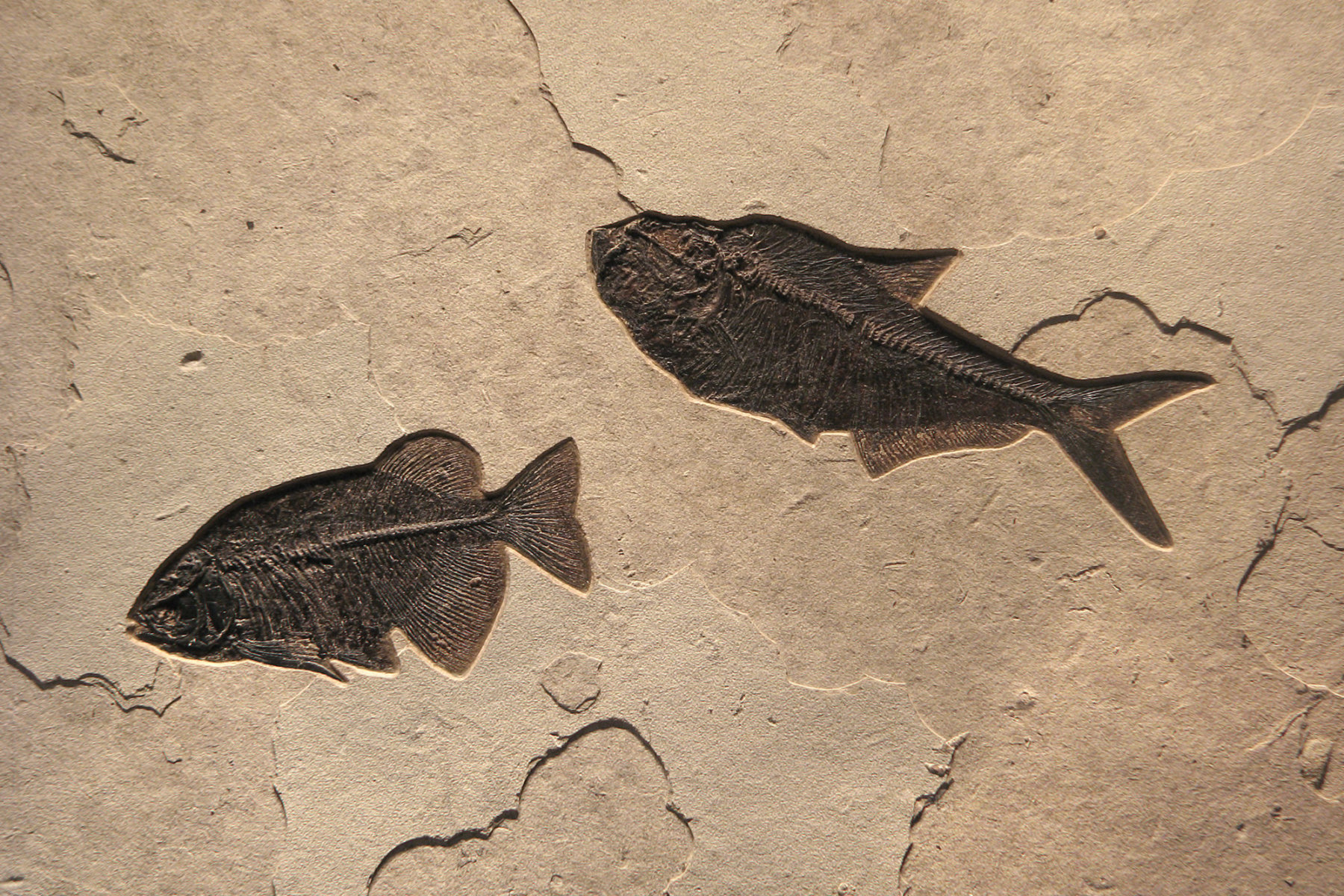 a large 24" x 36" fossil fish tile containing a Diplomystus and a Phareodus
