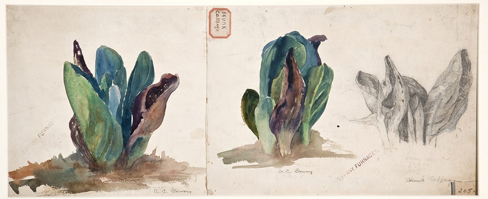 Alice Carmen Gouvy (1863-1924),&amp;nbsp;Skunk Cabbage,&amp;nbsp;c. 1901, Watercolor, graphite on paper. Collection of the Charles Hosmer Morse Museum of American Art (accession no. 2020-007)