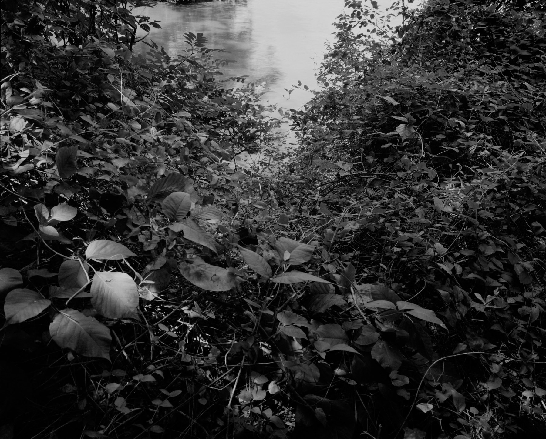 Untitled (Leaves and James River), 2022